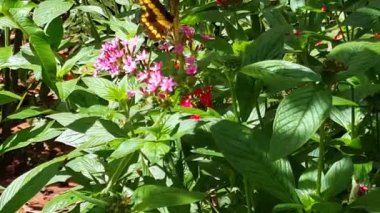 Foz do Iguazu Brezilya 'daki Iguazu Şelalesi