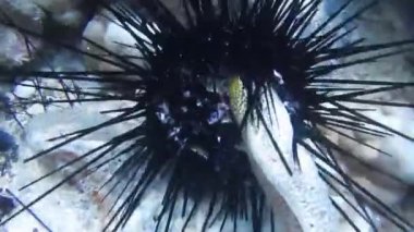 Paskalya adasında dalış, Rapa Nui