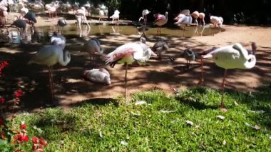 Foz do Iguazu Brezilya Kuş Parkı 'nda üç flamingo.
