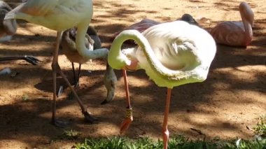 Foz do Iguazu Brezilya 'daki Kuş Parkı' nda mavi-sarı papağanlar yerde.