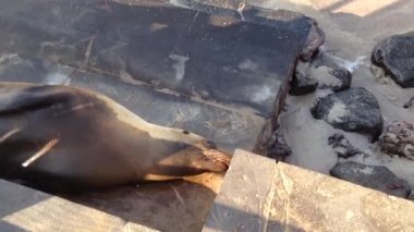 San Cristobal Galapagos Adaları, Ekvador 'da deniz aslanından sahile.