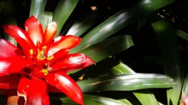 Foz do Iguazu Brezilya 'daki Kuş Parkı' nda mavi-sarı papağanlar yerde.