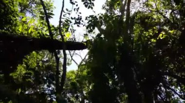 Foz do Iguazu Brezilya 'da ormanda yürüyorum.