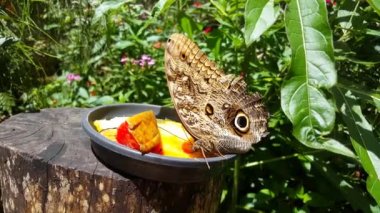 Foz do Iguazu Brezilya 'daki Iguazu Şelalesi