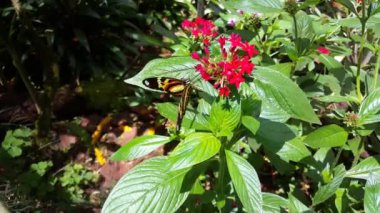 Foz do Iguazu Brezilya 'daki Iguazu Şelalesi