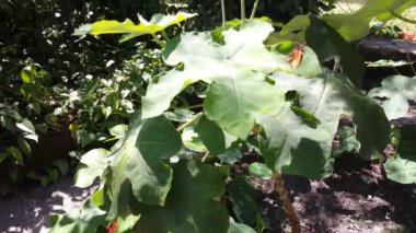 Surinam 'da bir yaprağın üzerinde kelebek