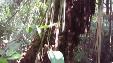 Surinam ormanındaki bir palmiye ağacına doğru eğil