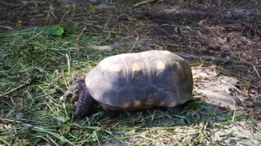 Surinam 'da büyük kaplumbağa yiyor.