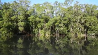 Surinam 'daki Commewijne Nehri' nde mangrov ve sudaki yansıma