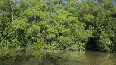 Surinam 'daki Commewijne Nehri' nde mangrov ve sudaki yansıma