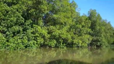 Surinam 'daki Commewijne Nehri' nde mangrov ve sudaki yansıma