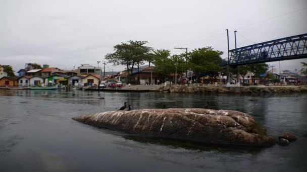 Γερανός Demoiselle Στο Bird Park Στο Foz Iguazu Της Βραζιλίας — Αρχείο Βίντεο