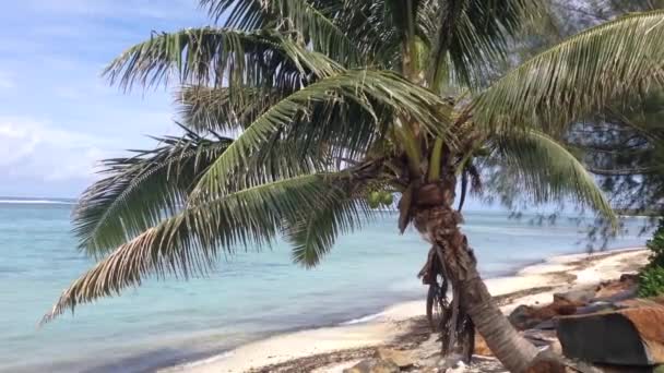 Palmera Playa Rarotonga Islas Cook — Vídeos de Stock