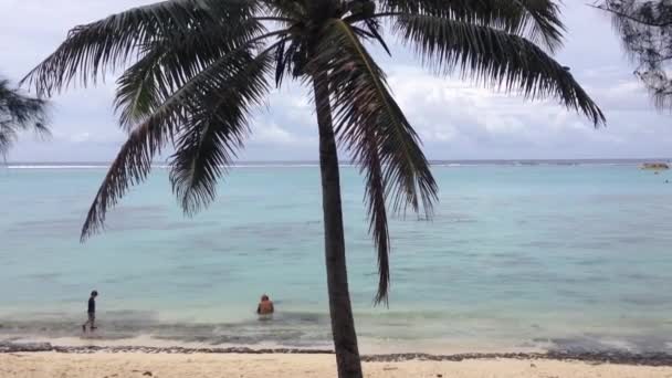 Palmeras Playa Rarotonga Islas Cook — Vídeos de Stock