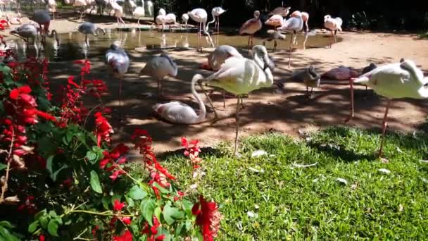 Flamingos Bird Park Foz Iguazu Brazil — Stock Video
