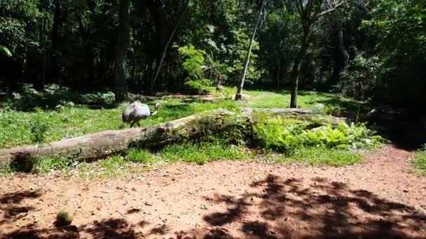 Caminhando Pela Floresta Foz Iguaçu Brasil — Vídeo de Stock