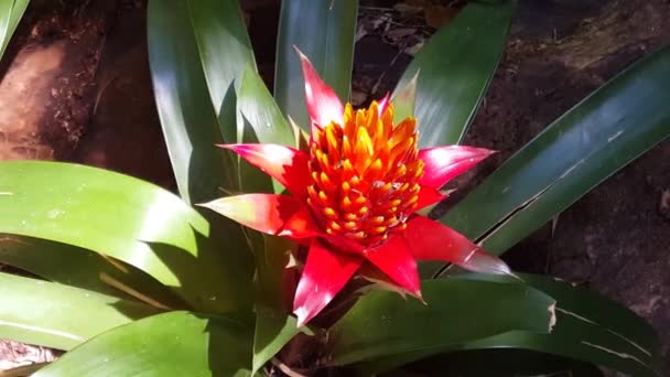 Fleur Rouge Aux Chutes Iguazu Brésil — Video