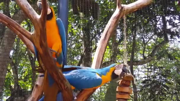 Iguazu Falls Foz Iguazu Brazil — Stock video