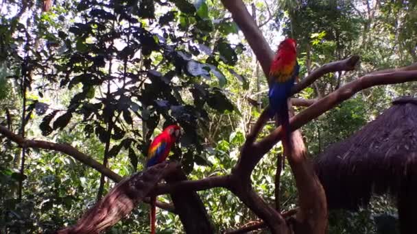 Air Terjun Iguazu Foz Iguazu Brazil — Stok Video