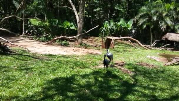 Foz Iguazu巴西鸟园的三只火烈鸟 — 图库视频影像
