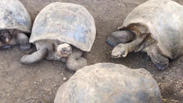 Pan Galapagos Giant Tortoise Galapagos Islands Ecuador — Stock Video