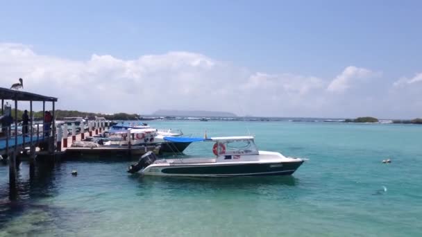 Boats Harbour Isabela Galapagos Islands Ecuador — Stock Video