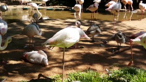 Tre Fenicotteri Nel Parco Degli Uccelli Foz Iguazu Brasile — Video Stock