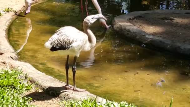 Tiga Flamingo Taman Burung Foz Iguazu Brazil — Stok Video