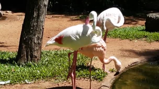 Τρία Φλαμίνγκο Στο Bird Park Του Foz Iguazu Βραζιλία — Αρχείο Βίντεο