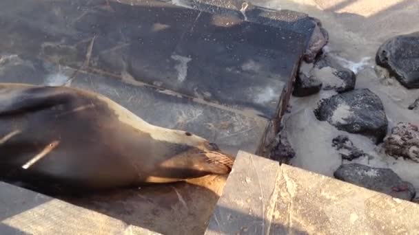 Incline Leão Marinho Praia San Cristobal Galapagos Islands Equador — Vídeo de Stock