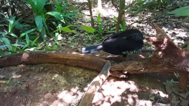 Foz Iguazuの鳥公園の地面にある青と黄色のマカオブラジル — ストック動画
