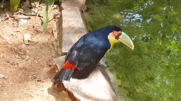 Foz Iguazu Brezilya Daki Kuş Parkı Nda Mavi Sarı Papağanlar — Stok video