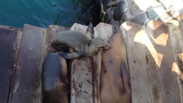 Przechył Lwów Morskich Bulwarze San Cristobal Wysp Galapagos Ekwadoru — Wideo stockowe