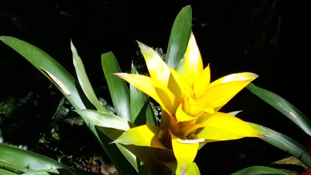 Insectos Alrededor Una Flor Amarilla Las Cataratas Del Iguazú Brasil — Vídeo de stock