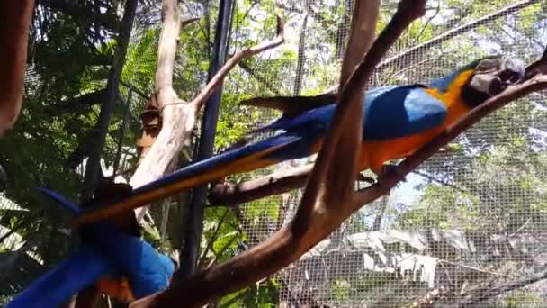 Μπλε Και Κίτρινο Μακάο Στο Έδαφος Στο Bird Park Στο — Αρχείο Βίντεο