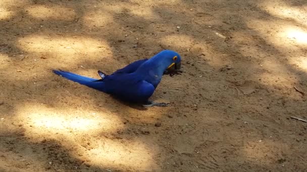 Foz Iguazu Brezilya Daki Kuş Parkı Nda Mavi Sarı Papağanlar — Stok video