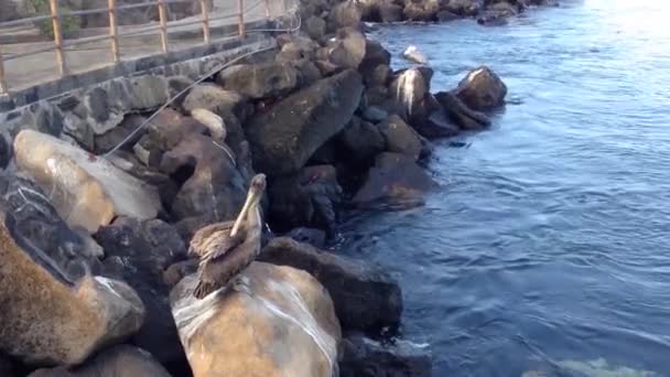 Pelican Rocks San Cristobal Galapagos Islands Ecuador — Stock Video