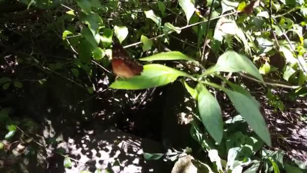 Mariposa Una Hoja Surinam — Vídeos de Stock