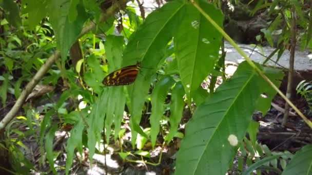 Mariposa Una Hoja Surinam — Vídeos de Stock