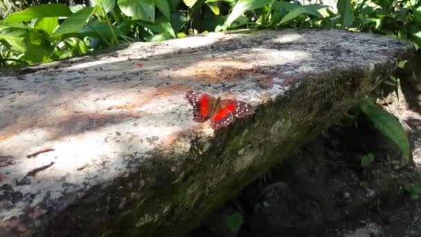 Roter Schmetterling Auf Einem Felsen Suriname — Stockvideo