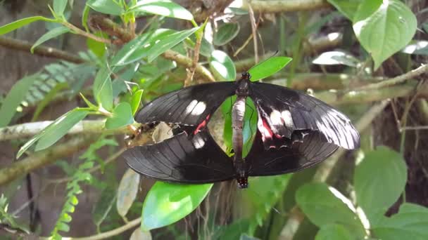 Mariposa Apareándose Una Hoja Surinam — Vídeo de stock
