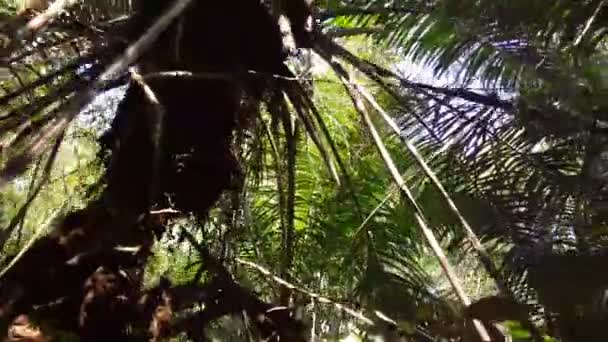 Surinam Ormanında Yürüyorum — Stok video