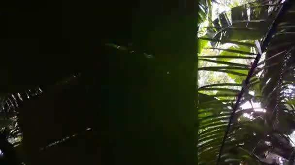 Marcher dans la jungle du Suriname
