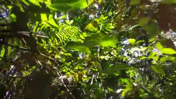 Marcher Dans Jungle Suriname — Video