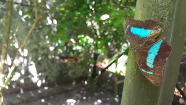 Mariposa Azul Una Granja Mariposas Surinam — Vídeos de Stock