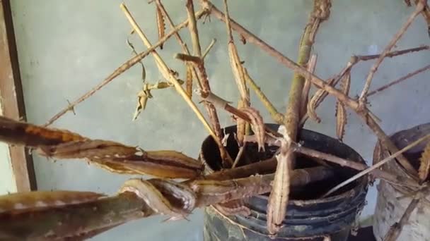 Casulos Borboleta Uma Fazenda Borboletas Suriname — Vídeo de Stock