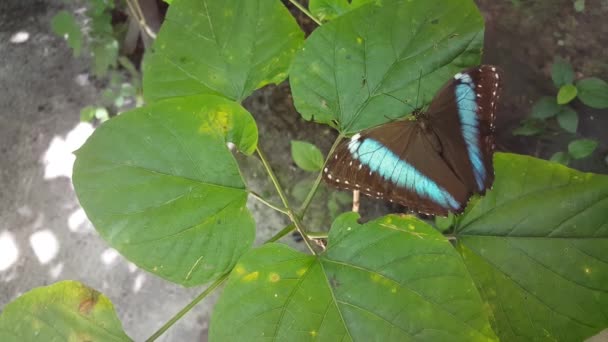 苏里南的一片树叶上挂着蓝蝴蝶 — 图库视频影像