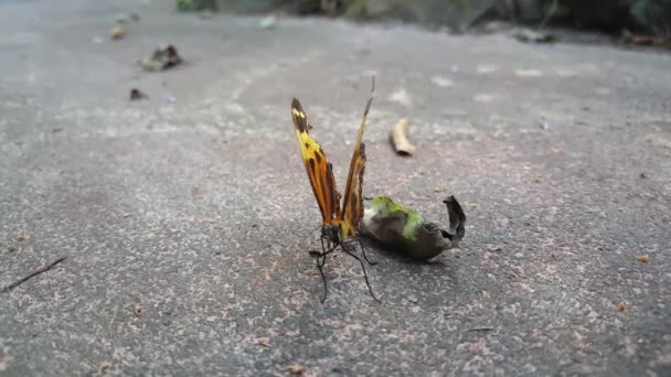Žlutý Motýl Zemi Surinamu — Stock video