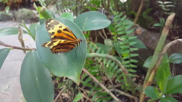 Gelber Schmetterling Auf Einem Blatt Suriname — Stockvideo