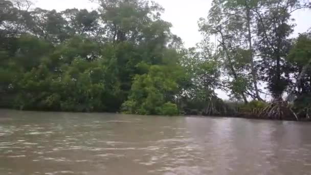 Misty Commewijne Fluss Suriname Mit Mangroven — Stockvideo